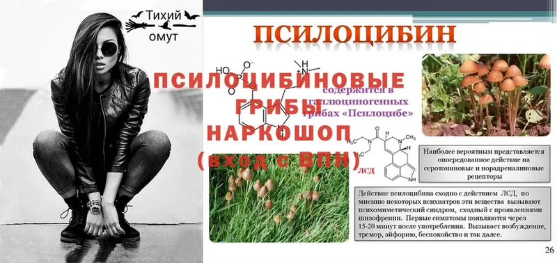 OMG сайт  Полярные Зори  Псилоцибиновые грибы Psilocybine cubensis  купить  